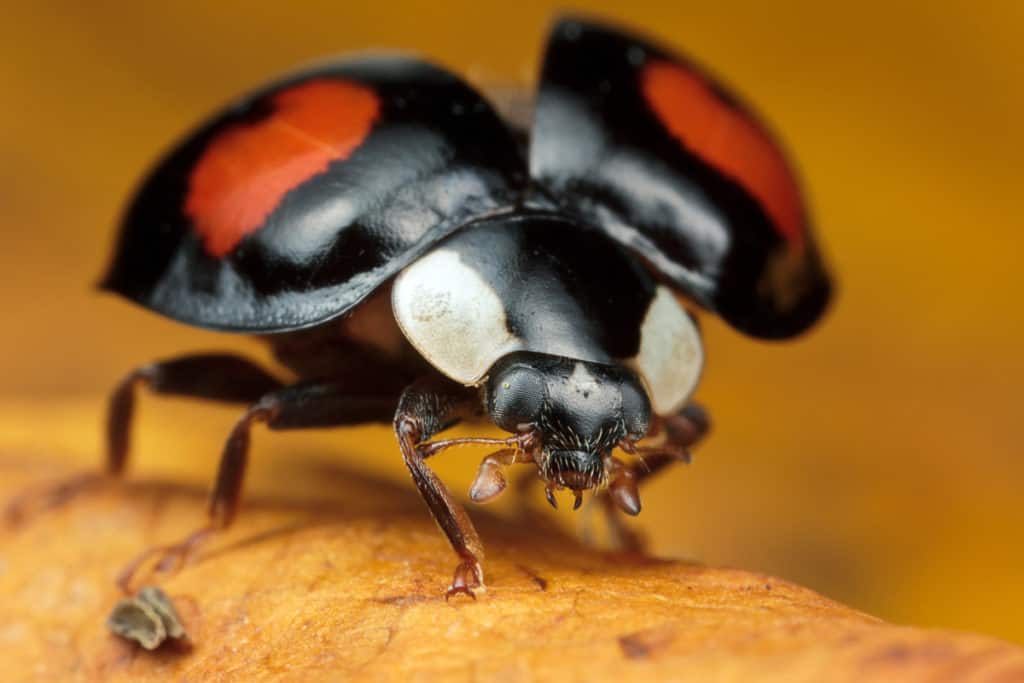 Ladybug lifting its elytra
