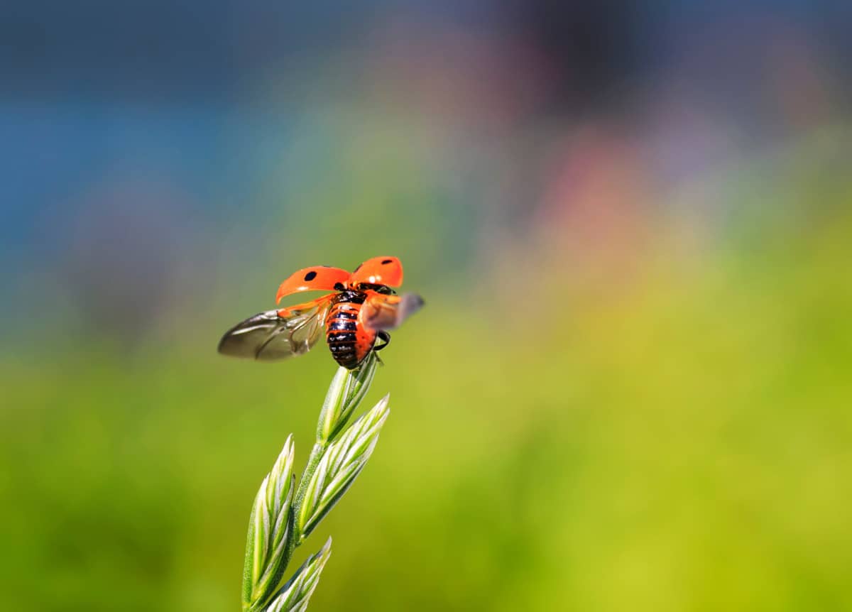 Do Ladybugs Fly?