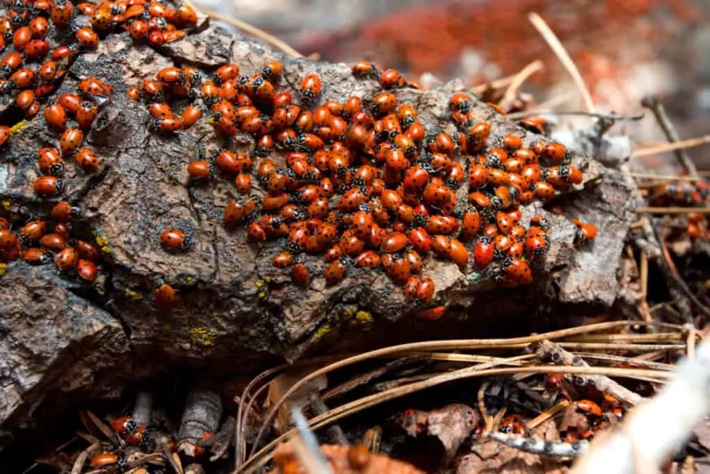 Ladybugs congregating on a rock