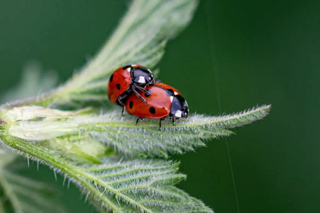 Ladybugs mating on a leaf