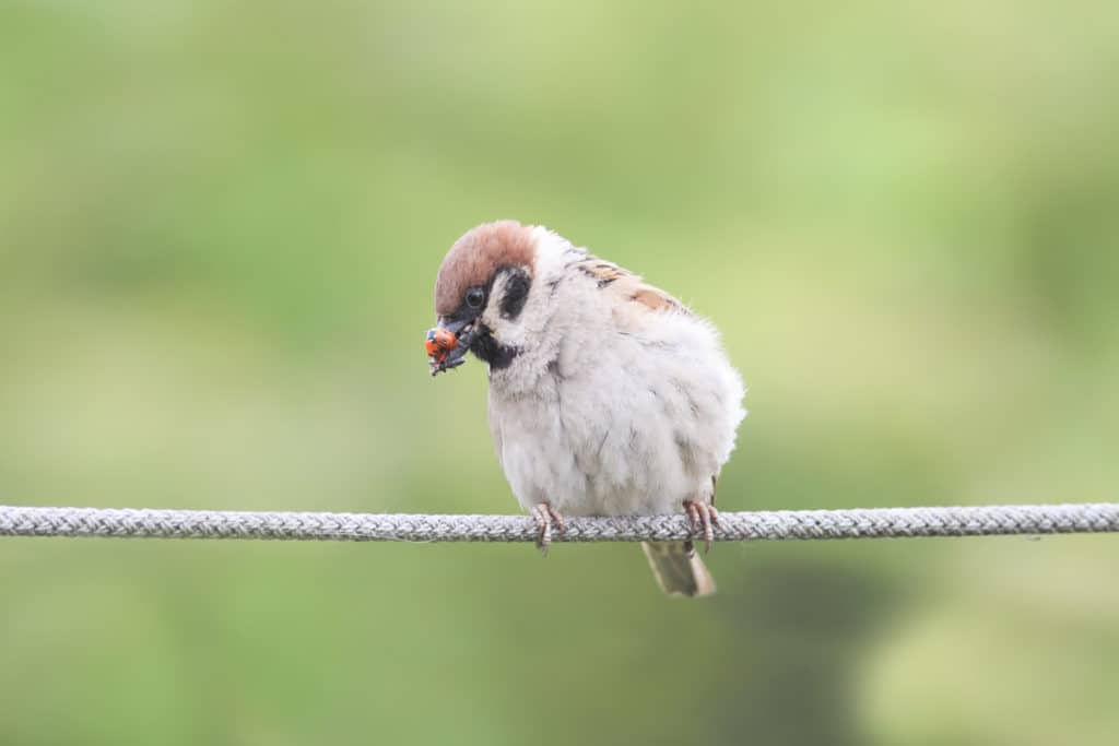 Sparrow eating a ladybug