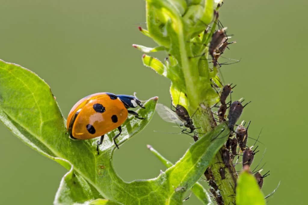 Ladybug chasing aphid 