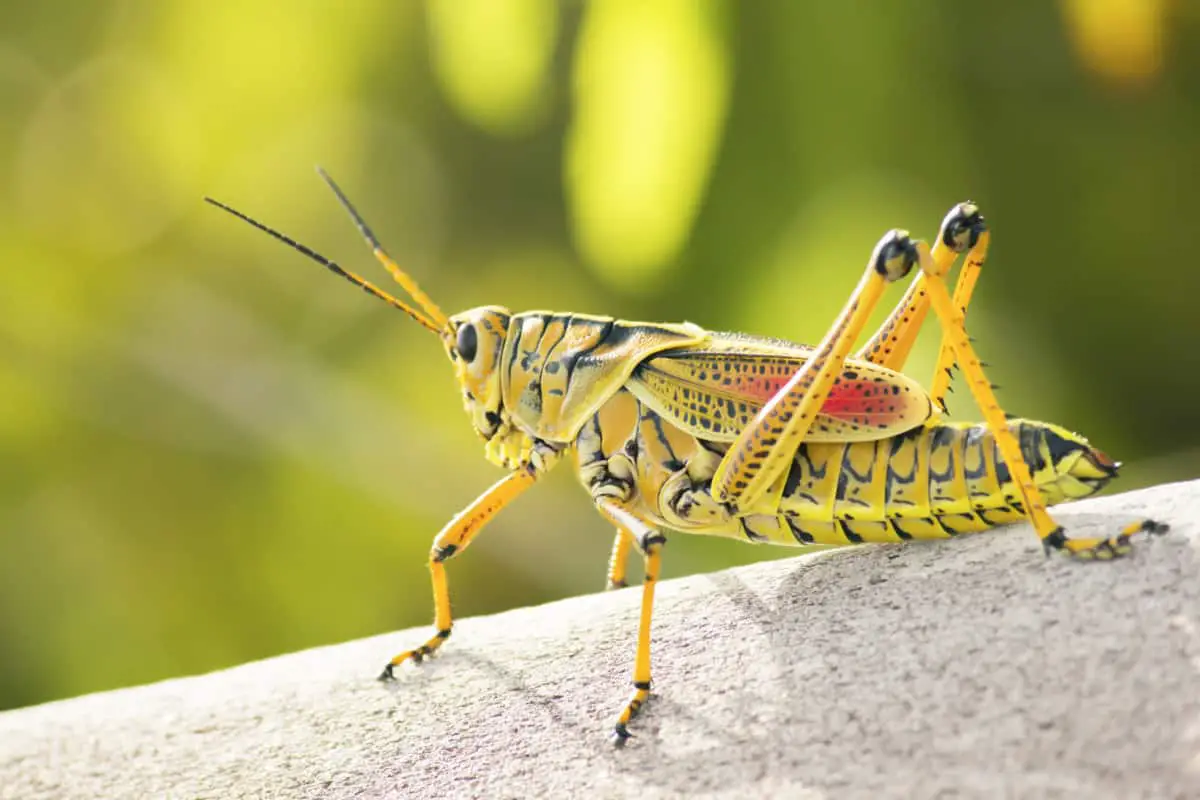 Grasshoppers In Florida: Your Complete Guide – WhatBugIsThat