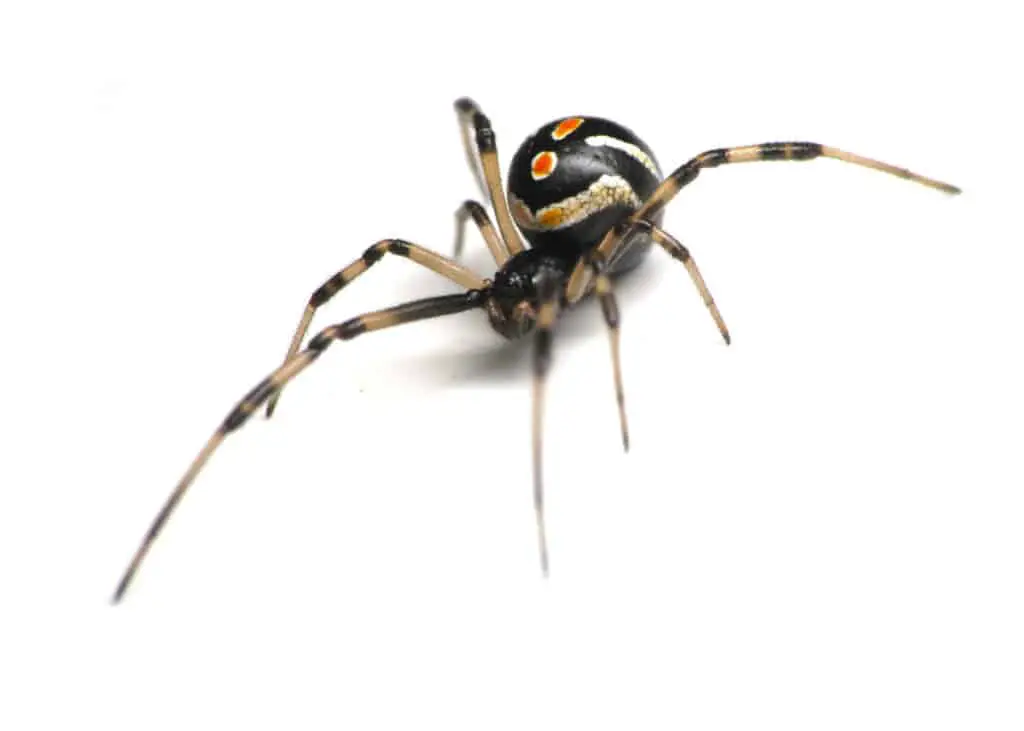 Northern Black Widow Spider