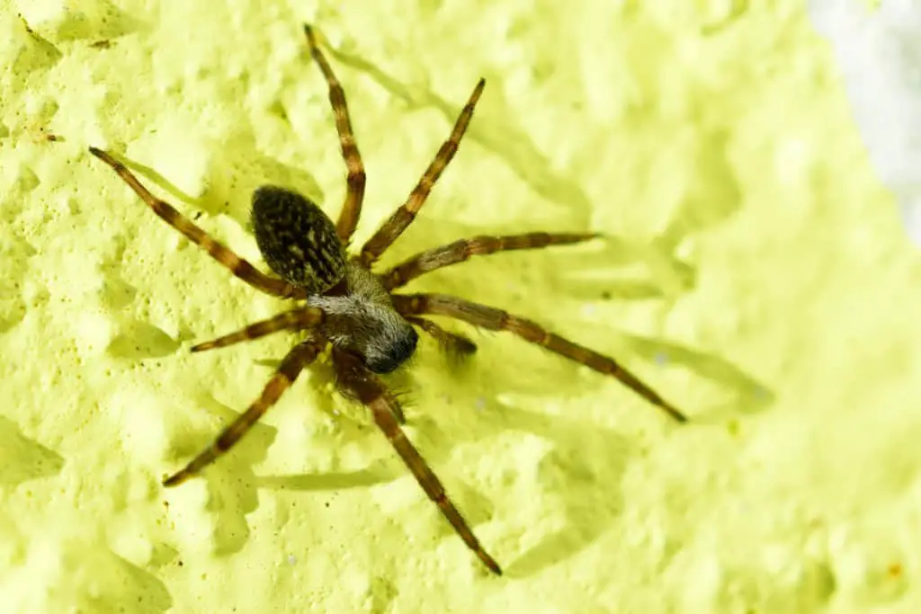 The American House Spider