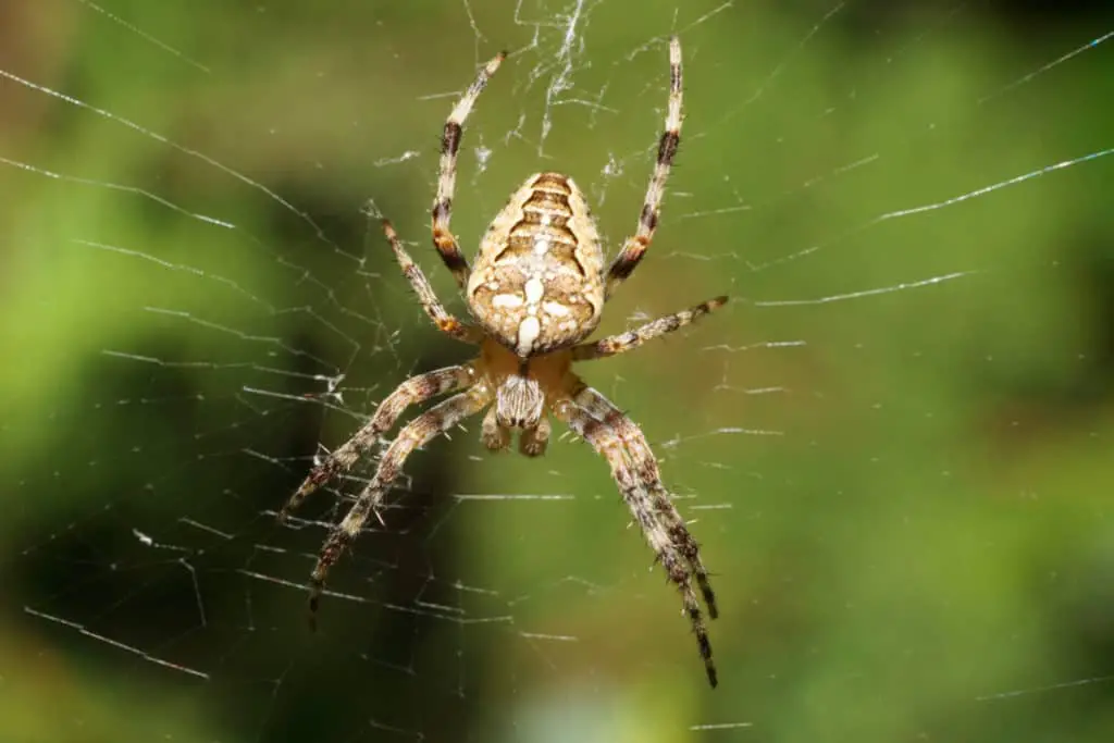 The Cross Orb-Weaver Spider
