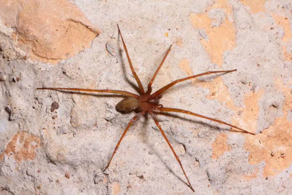 Brown Recluse Spider