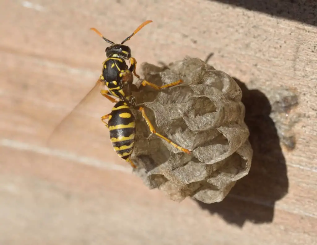 Queens wasp building her nest