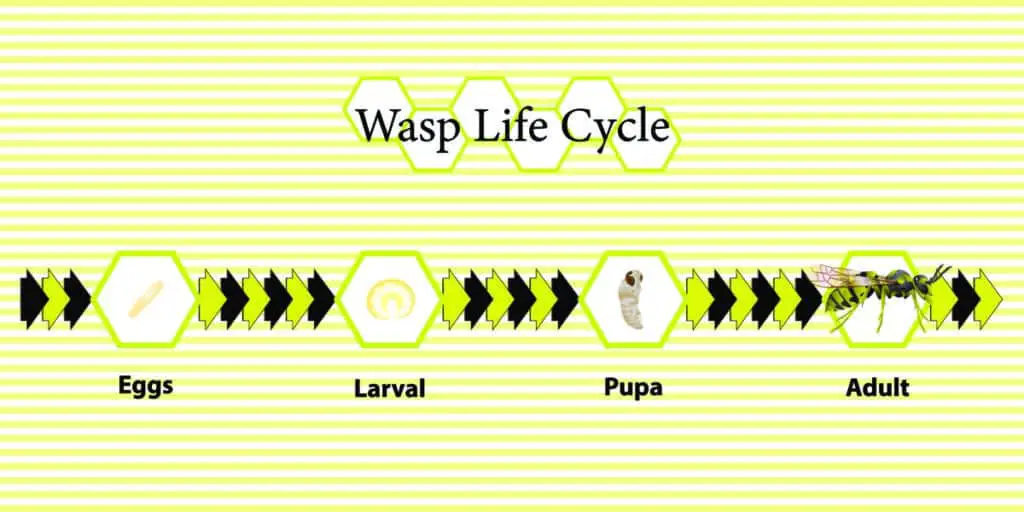 Wasp life cycle chart