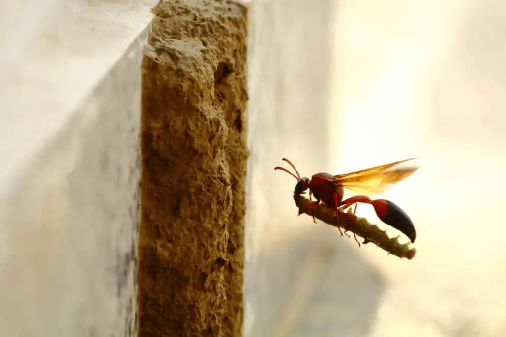 Mud Dauber wasp bring home food to their nest