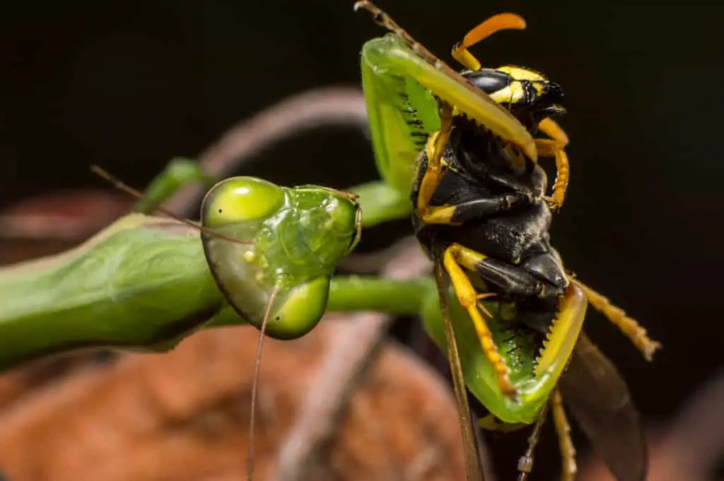 Praying mantis eating a wasp