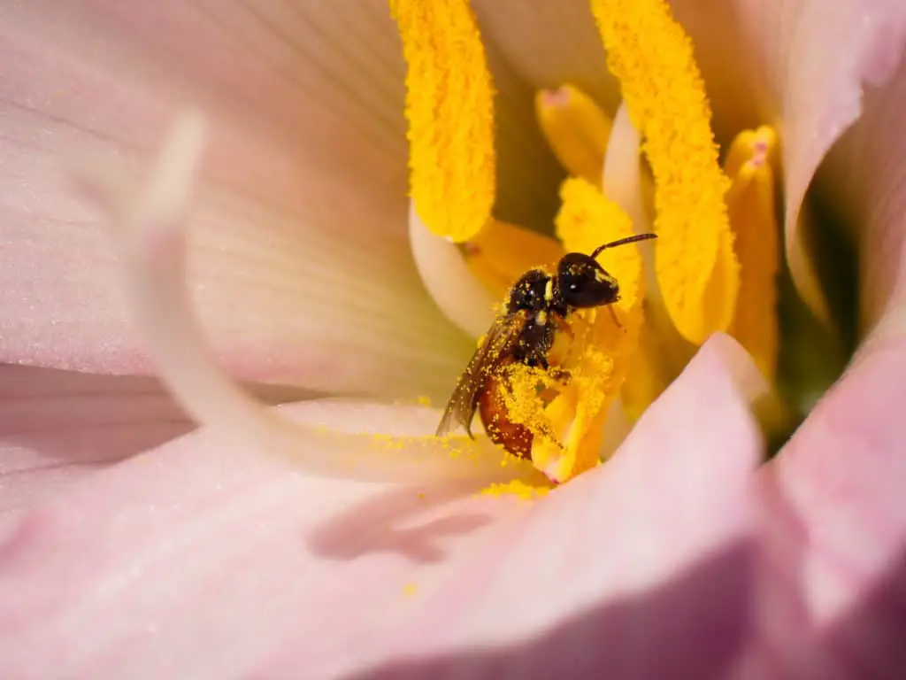 Potter wasp feeding on pollen an nectar