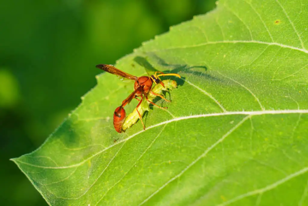 Paper Wasp feeding of caterpillar