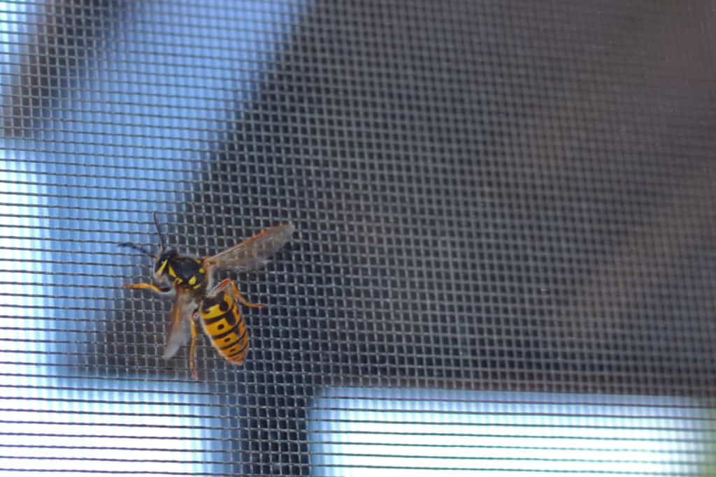 Yellowjacket on window screen