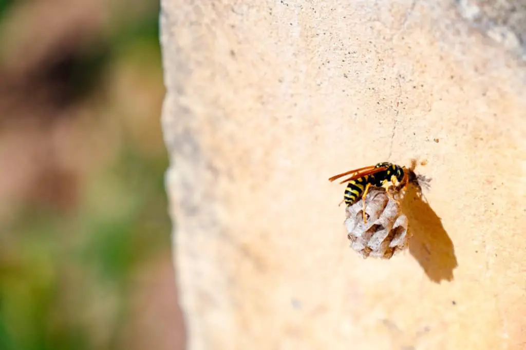 Queen wasp preparing to overwinter