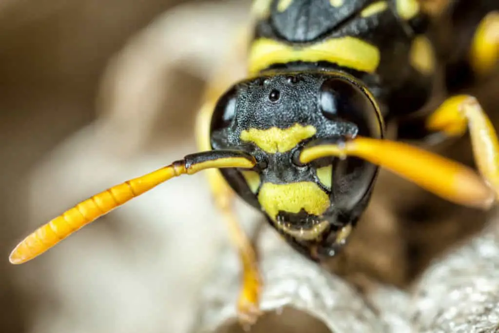 Marco of wasps head with its 5 eyes visable