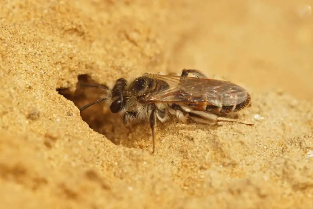 Miner Bee in front of her nest.