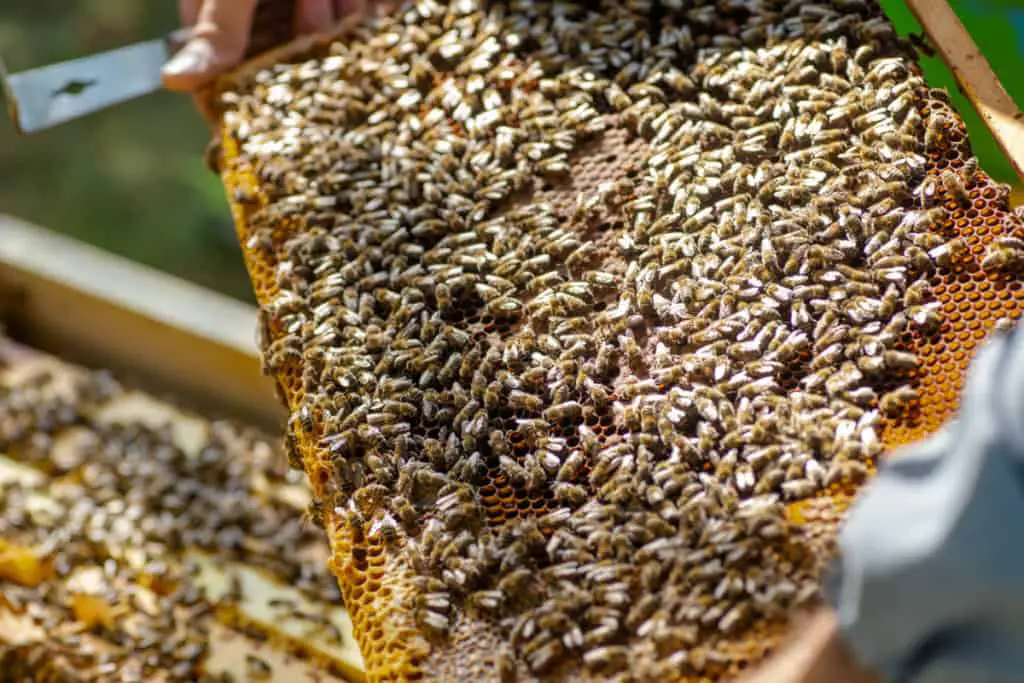 Beekeeper holding frame full of bees.