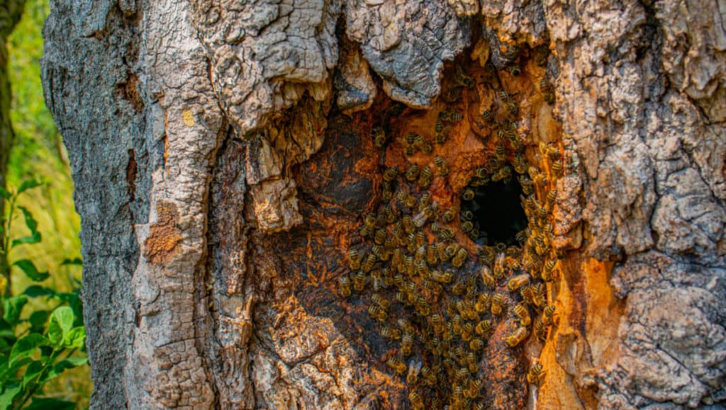 Beehive in a tree