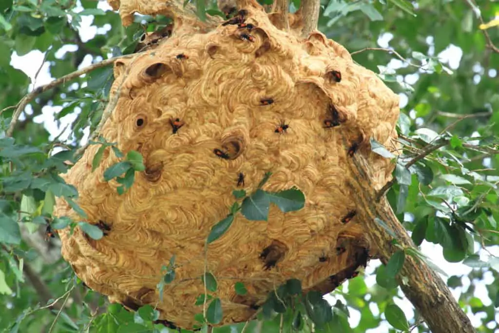 Large Paper Wasps Nest