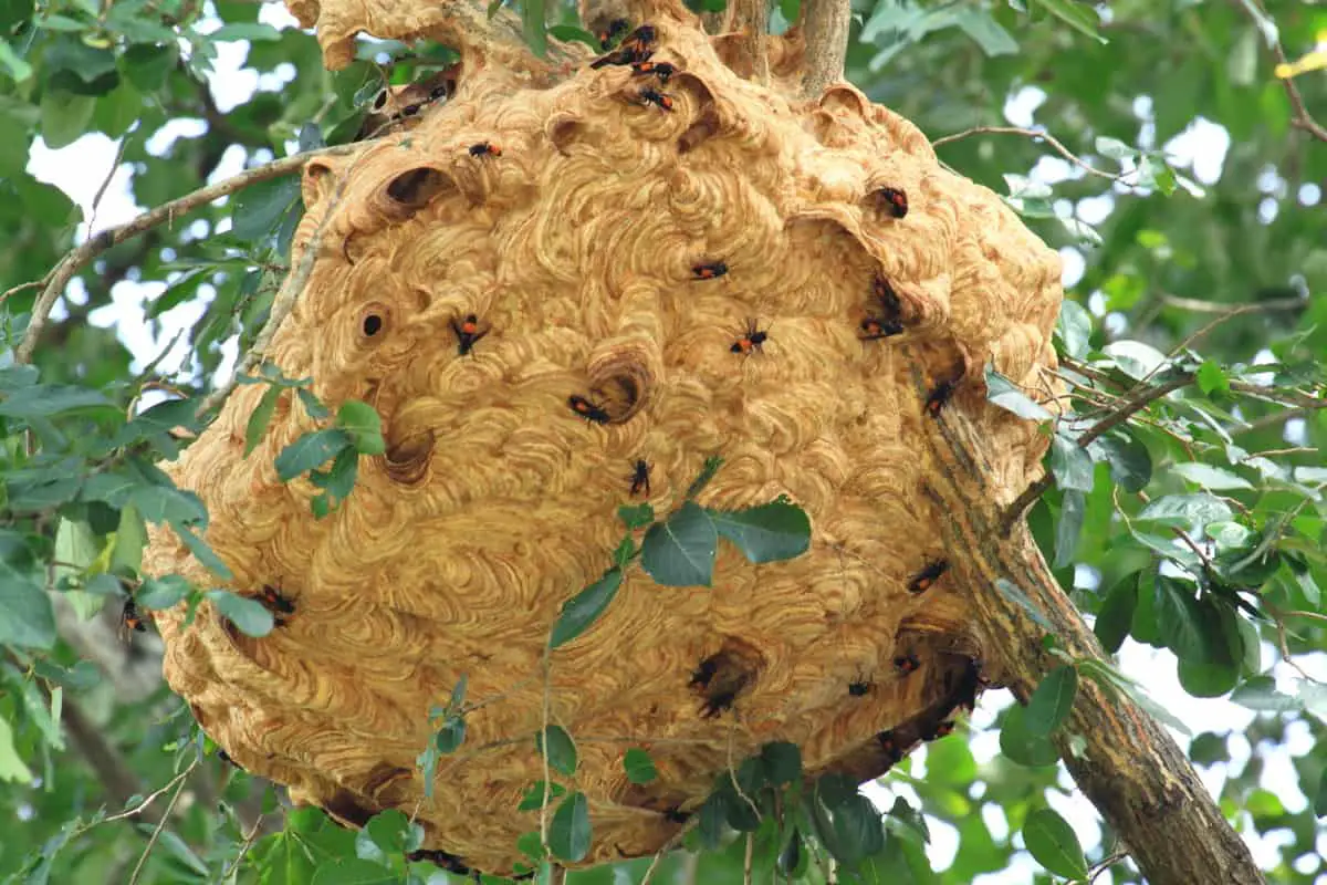 Wasp Nest Vs Bee Nest. How Different Are They, Really? – WhatBugIsThat