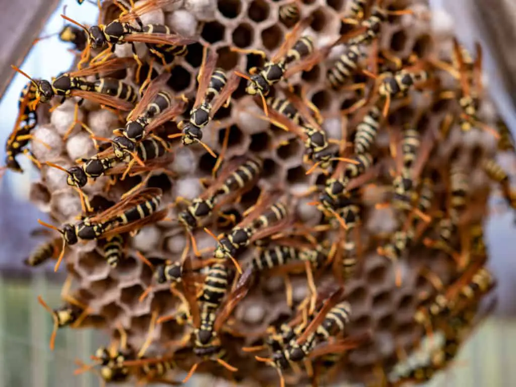 Wasp Nest Vs Bee Nest. How Different Are They, Really? – WhatBugIsThat