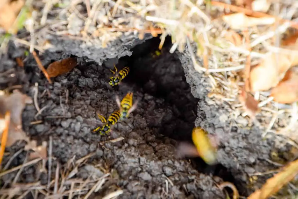 Wasps nest in ground