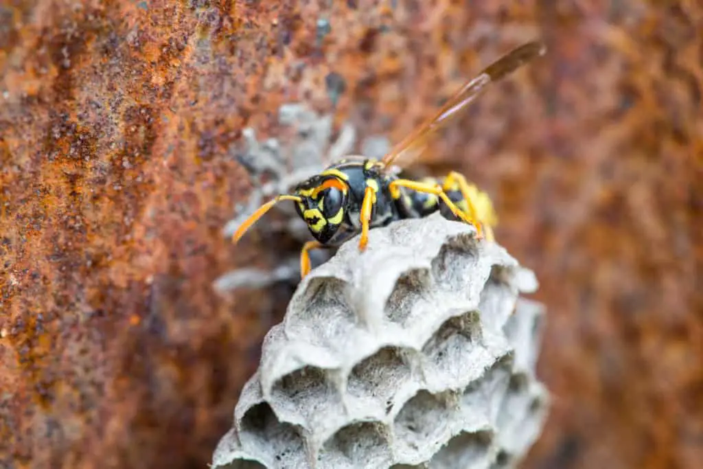 Wasp Constructing her nest