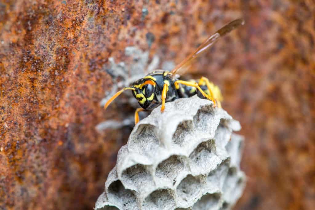 Wasp Nest Vs Bee Nest. How Different Are They, Really? – WhatBugIsThat