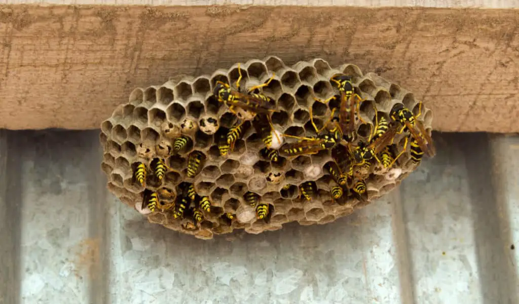 Wasps nest on beam for a shed