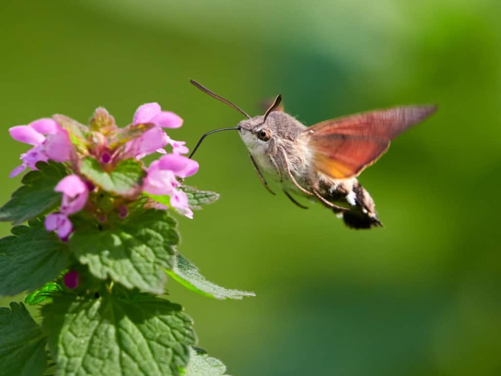 Hummingbird Moth