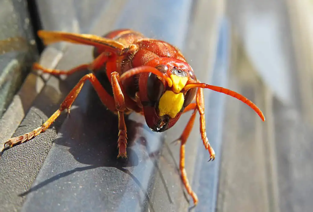 Giant Asian Hornet also known as the Murder Hornet