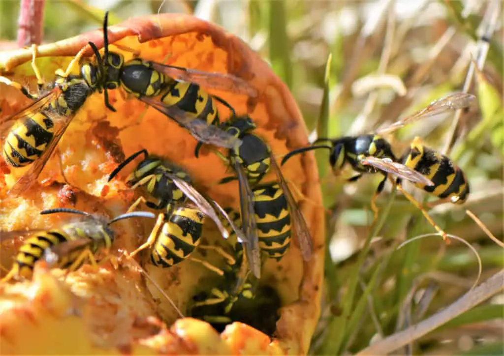 Yellowjackets eating fruit