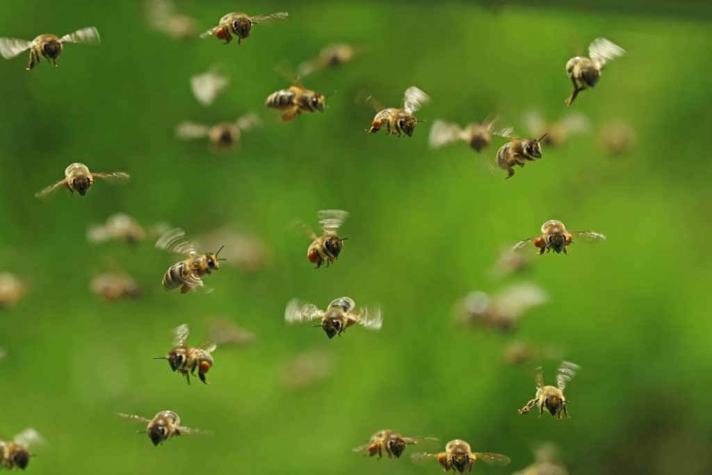 Multiple bees flying