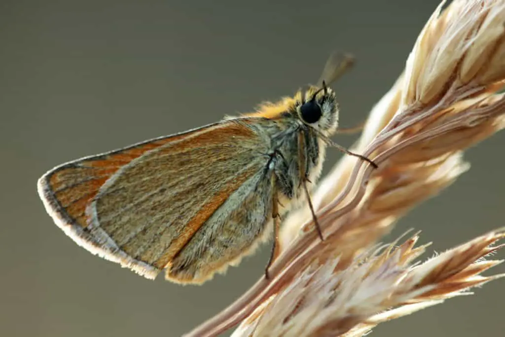 Skipper moth