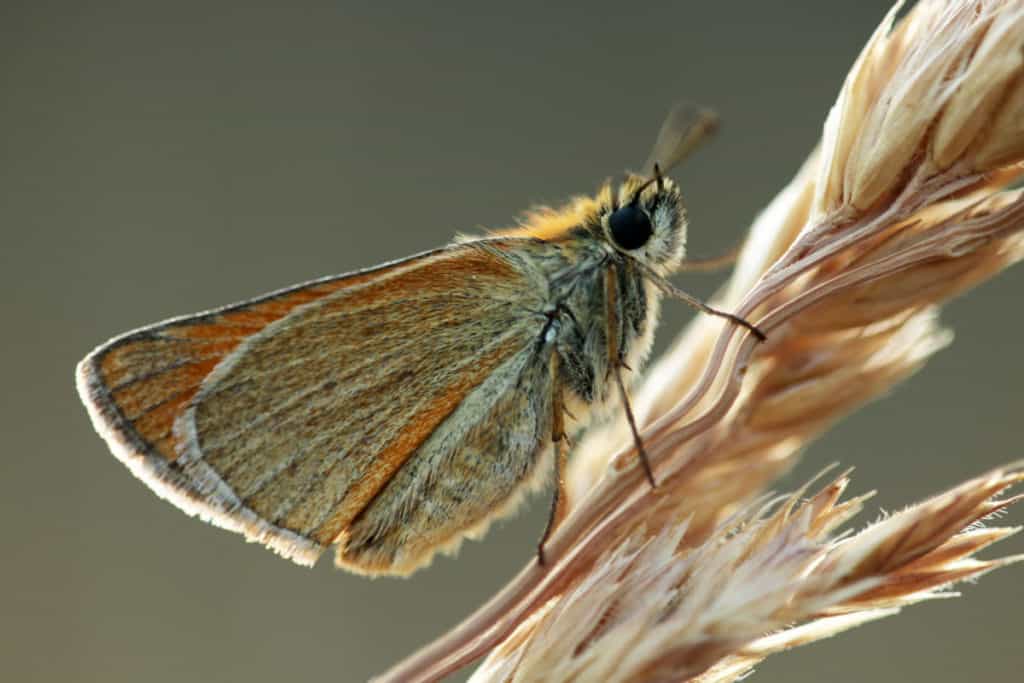 Skipper moth