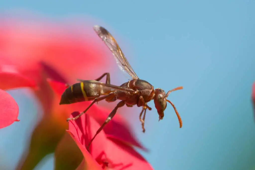 Paper wasp in flight