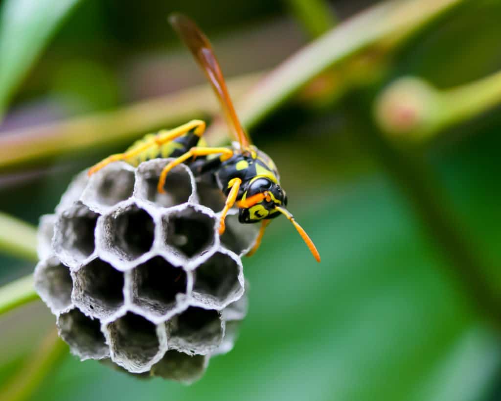 Are Wasps Dangerous Whatbugisthat