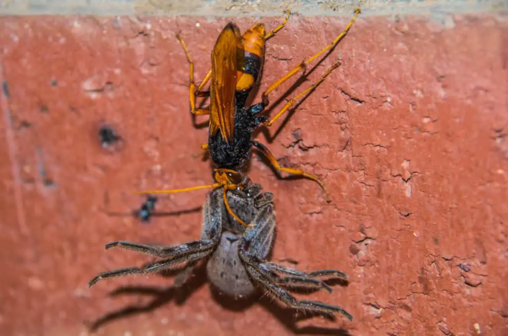 Spider wasp has killed a huntsman spider