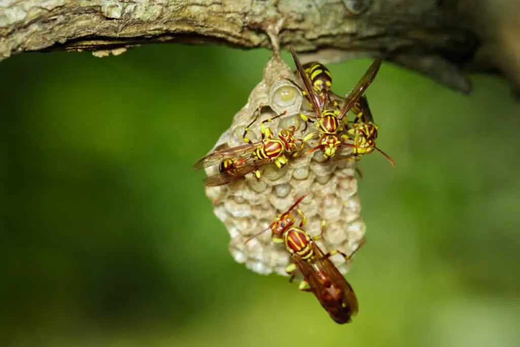 Apache wasp on their nest