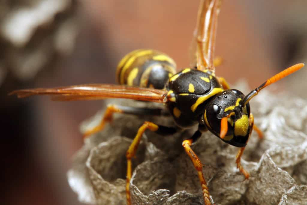 Yellowjacket on its nest