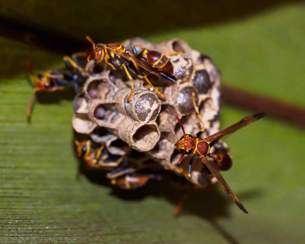 Paper Wasp Nest