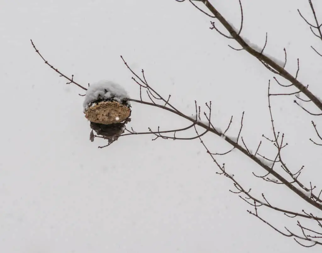 Wasps nest in the snow