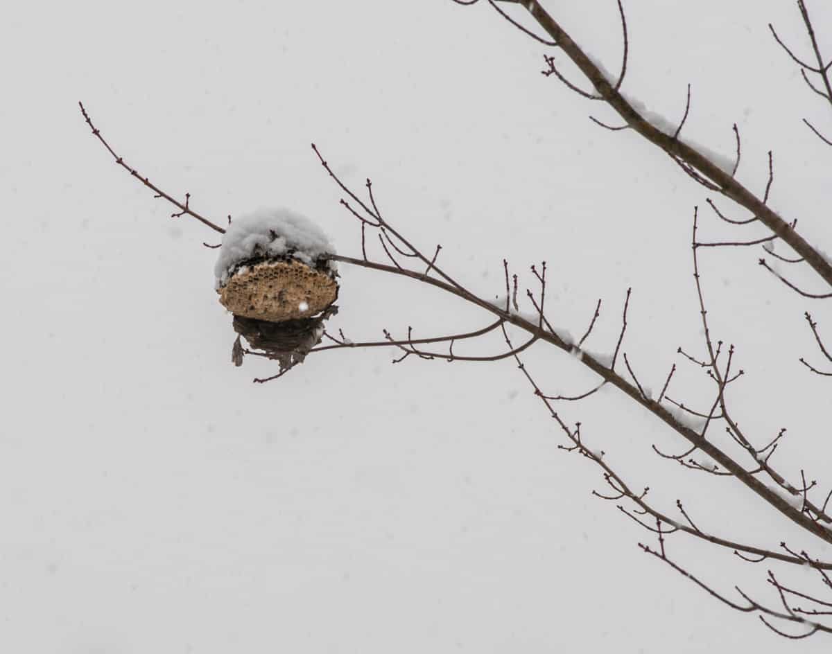 What Happens To Wasps In Winter? (See Who The Survivors Are ...