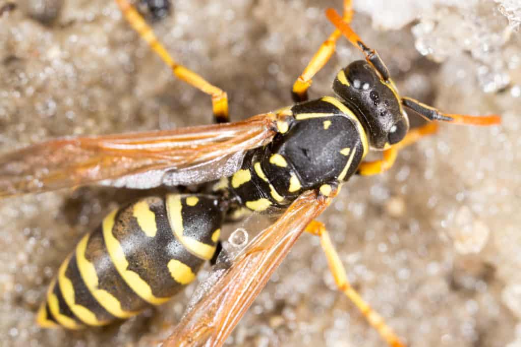 Wasps caught in the snow