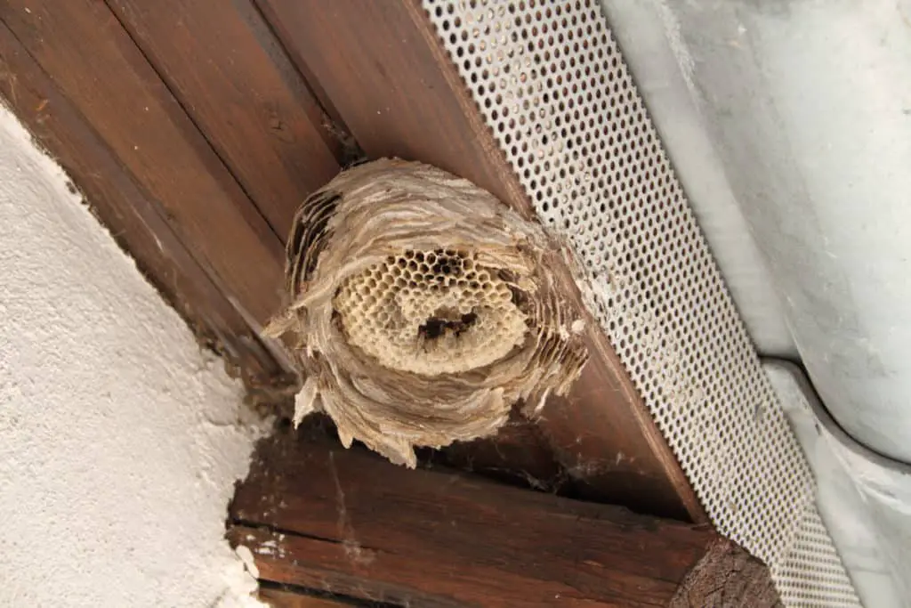 Dead wasps nest in winter