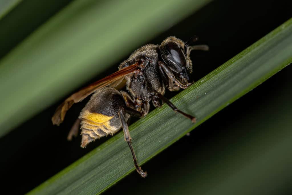 Adult Mexican Honey Wasp