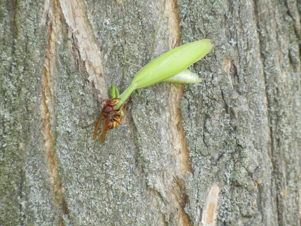 Hornet eating a praying mantis