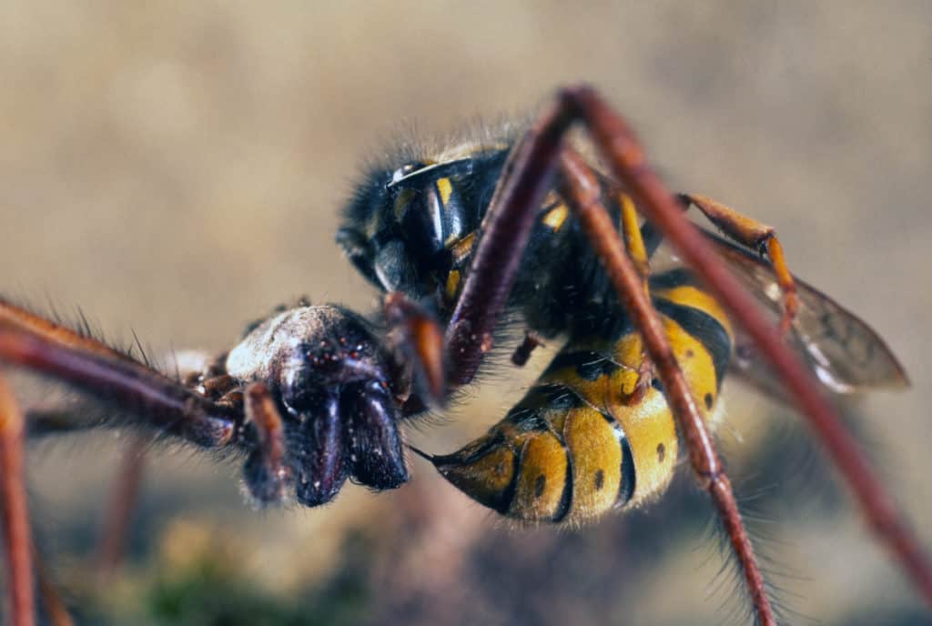 Wasp stinging spider