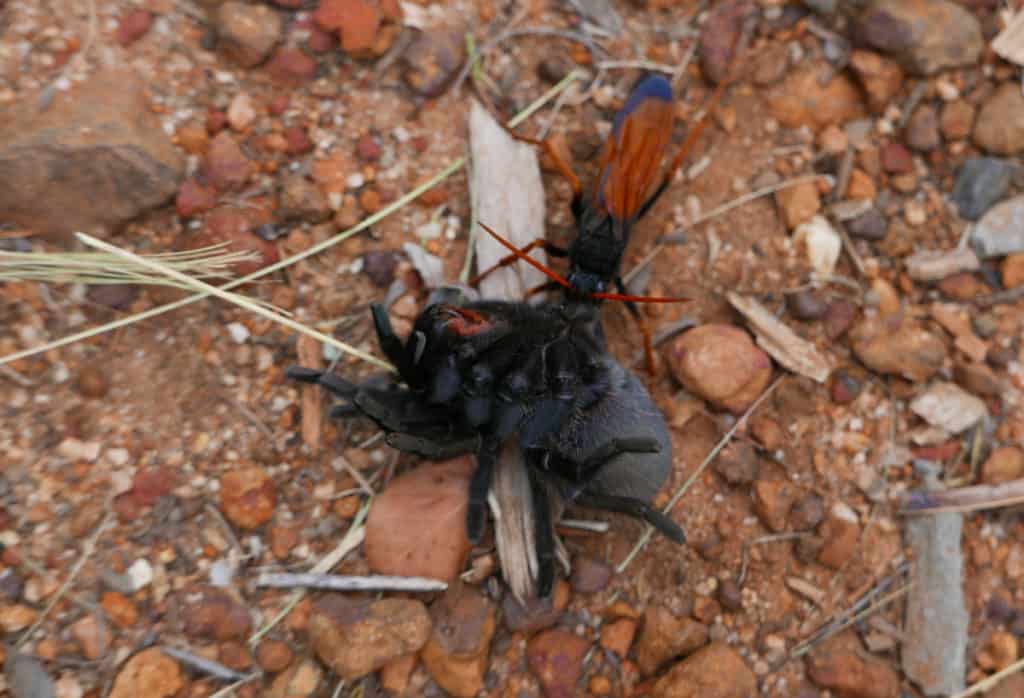 Tarantula Hawk Wasp taking down a tarantula